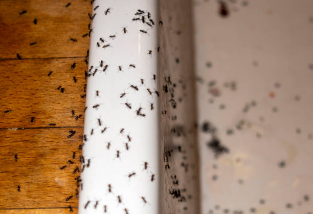 Best Ant Control Services  in Carbon Cliff, IL