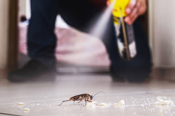 Best Termite Control Services  in Carbon Cliff, IL